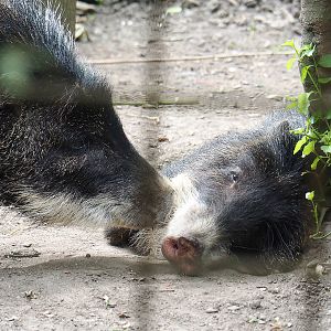 Southern white-lipped peccaries (Tayassu pecari albirostris), 2023-07-18