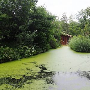 Red-faced black spider monkey island, 2023-07-18