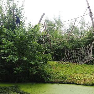 Red-faced black spider monkey island, 2023-07-18