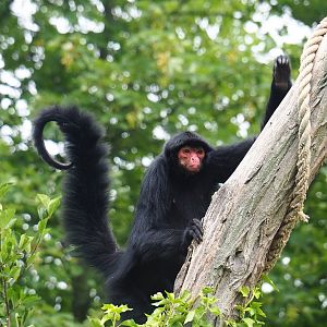 Red-faced black spider monkey (Ateles paniscus), 2023-07-18