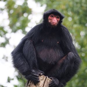 Red-faced black spider monkey (Ateles paniscus), 2023-07-18