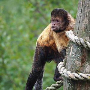 Yellow-breasted capuchin (Sapajus xanthosternos), 2023-07-18