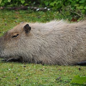 Capybara (Hydrochoerus hydrochaeris), 2023-07-18