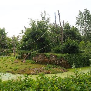 White-faced saki, Golden lion tamarin and Geoffroy's marmoset island, with capybara access to lower area, 2023-07-18