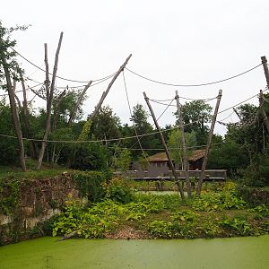 White-faced saki, Golden lion tamarin and Geoffroy's marmoset island, with capybara access to lower area, 2023-07-18