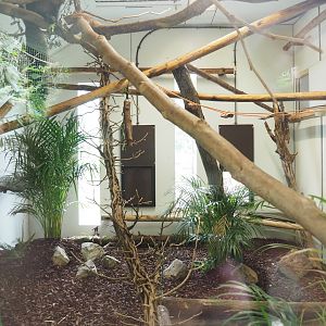 White-faced saki, Golden lion tamarin and Geoffroy's marmoset indoor housing, 2023-07-18