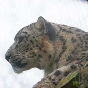 Snow Leopard - Khumbu - Twycross