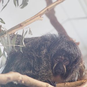 Female White-faced saki (Pithecia pithecia), 2023-07-18