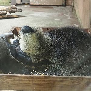 Giant anteater (Myrmecophaga tridactyla), 2023-07-18