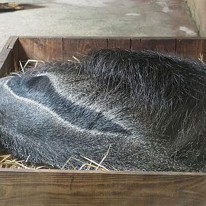 Giant anteater (Myrmecophaga tridactyla), 2023-07-18