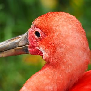 Scarlet ibis (Eudocimus ruber), 2023-07-18