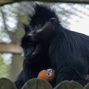 Baby Francois Langur