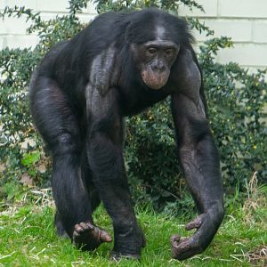 Bonobo - Keke - Twycross