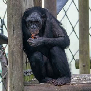 Bonobo - Diatou - Twycross