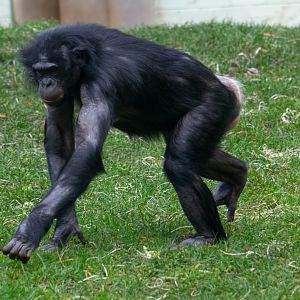 Bonobo - Likemba - Twycross