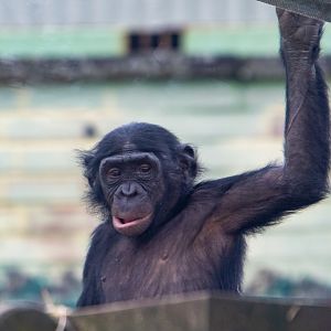 Bonobo - Lola - Twycross