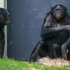 Bonobo - Maringa - Twycross