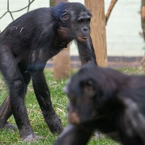 Bonobo - Yuli - Twycross