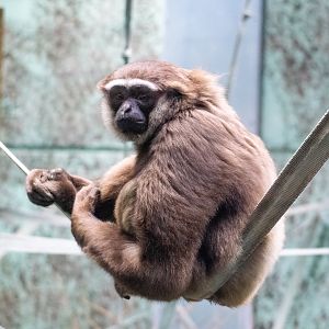 Agile Gibbon - Storm - Twycross