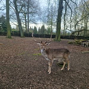 Common Fallow Deer,Tierpark Eilenburg