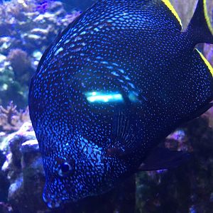 Wrought Iron Butterflyfish (Chaetodon daedalma)