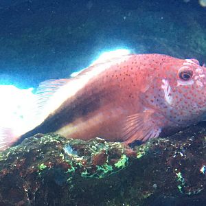 Freckled Hawkfish (Paracirrhites forsteri)
