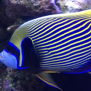 Emperor Angelfish (Pomacanthus imperator)