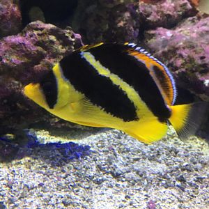 Indian Butterflyfish (Chaetodon mitratus)