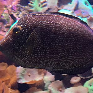 Gem Tang (Zebrasoma gemmatum)