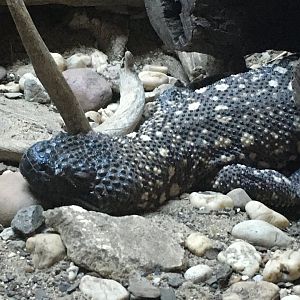 Mexican Beaded Lizard (Heloderma horridum)