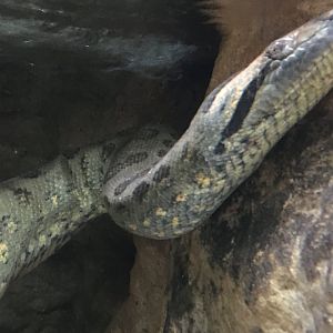 Green Anaconda (Eunectes murinus)