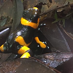 Lehmann’s Poison Dart Frog (Oophaga lehmanni)