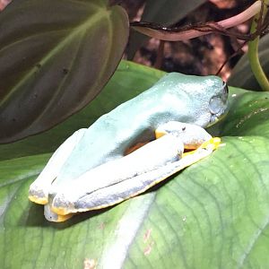 Fringed Leaf Frog (Cruziohyla craspedopus)