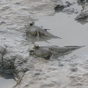 Pug-headed Mudskipper (Periophthalmodon freycineti)