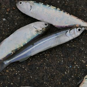 Northern Snubnose Garfish (Arrhamphus sclerolepis)