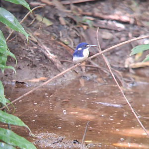 Little Kingfisher