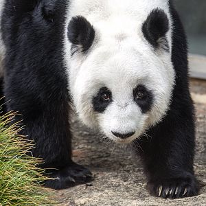 Giant panda 'Fu Ni'