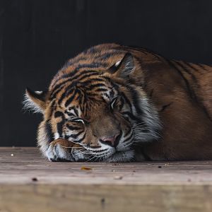 Sumatran tiger 'Marni'