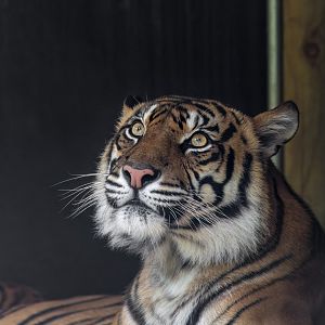 Sumatran tiger 'Delilah'
