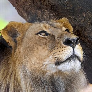 African lion 'Mujambi'