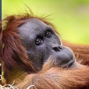 Sumatran orangutan 'Puspa'