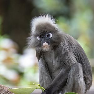 Dusky langur 'Nanti'