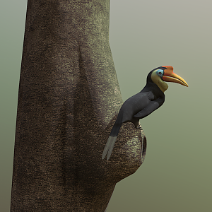 Wrinkled Hornbill - 2024