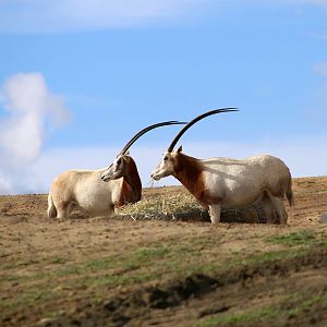 Scimitar-horned Oryx