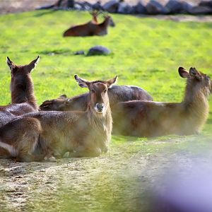 Waterbuck