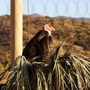 Cachuma the California Condor