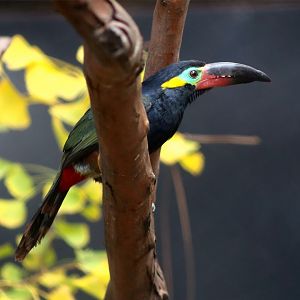 Guianan Toucanet (Selenidera piperivora)