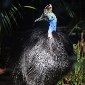 Southern Cassowary