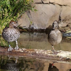 Maned Duck and Freckled Duck