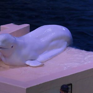 Beluga
